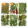 Planta Folha Verde Espécime Folhas Flores Secas Jardim de Infância Material Artesanal Adesivo Folhas Reais DIY Cola de Gota Moldura de Foto Embossado