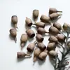 Materiais de Flores Secas Galhos Bolotas Pinhas Algodão Vagens de Lótus Jardim de Infância Artesanato Velas Aromáticas Fatias Decoração Adereços para Fotos