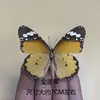 Venta Directa al Por Mayor de Fábrica de Especímenes Reales de Mariposas con Alas Extendidas, Diversos Insectos y Escarabajos, Accesorios para Fotos, Educación Científica, Especímenes Naturales
