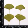 Folhas de ginkgo amarelas e verdes, flores prensadas, flores secas, folhas reais, espécimes de plantas, materiais de ensino, artesanato DIY para crianças e arte com adesivos