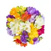 Bulbos de Amarílis, Flores de Floração Dupla, Plantas de Fresia em Vasos, Bulbos Cultivados em Solo para Interior e Exterior, Plantas Fáceis de Cultivar e Resistentes