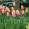 Semillas de bulbos de tulipán, bulbos holandeses de pétalo simple de 5 grados, flores de interior en maceta, florecen todo el año, fáciles de cuidar, aptos para cultivo hidropónico, venta al por mayor