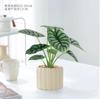 Rinoceronte Blanco Lirio de Calla Planta en Maceta Ins Popular Planta Verde de Interior Escritorio Flor de Oficina Bonsái Planta Purificadora de Aire