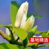 Dropshipping de plántulas de orquídea blanca y magnolia con capullos, plantas en maceta de tocón viejo enano, orquídeas de cuerno moradas y amarillas, y plantas verdes