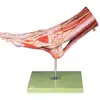 Modelo de Anatomia do Pé Modelo: Yj/Jj1304, Modelo de Anatomia Parcial do Corpo Humano