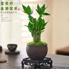 Planta de Vaso Bambu Lótus Festival das Flores Jie Jie Gao Desktop Hidropônico Planta Verde Fácil de Cuidar Bambu Wenchang Bambu Rico Sala de Estar Planta de Interior
