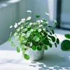 Planta de Centella Asiática en Flor para Atraer Riqueza, Planta Hidropónica para Escritorio de Oficina, Flor de Planta del Dinero para Cultivo en Agua Interior