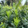 Hoja de Arroz Auténtica de Hoja Pequeña Enebro Chino Patio Perenne Todo el Año Planta Verde Planta en Maceta Jardín de Balcón