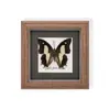 Raro Ornamento de Insecto Precioso Mariposa Pavo Real Espécimen de Mariposa Azul Regalo para Ancianos, Amigos, Niñas Regalo de Cumpleaños Marco de Espécimen de Mariposa