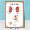 Diagrama esquemático del sistema anatómico visceral humano. Póster médico de pared con diagrama de la estructura del corazón y los órganos humanos.