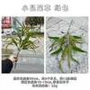 Fabricante de Flores Artificiales para Bodas Verdes Hortensia Verde Rosa Rocío de Golondrina Loto Bola de Cebolla Decoración Suave para Bodas Flor Artificial al por Mayor