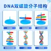 Componentes del Modelo de la Estructura de Doble Hélice del ADN Materiales Didácticos Genética Biológica Genes y Mutación Instrumentos de Enseñanza Equipo Experimental