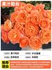 Dropshipping Mudas de Rosa Flor Estrelada Tianhe Arbusto Miniatura em Vaso Fragrância Flor Grande Rosas Floração Quatro Estações Tianhe