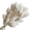 Flores Secas Flores Eternas Transfronterizas Serie Blanca Material Floral Cola de Conejo Pasto Joya Caña Caña Madera Caña Flores Secas Esponjosas Transfronterizas