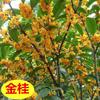 Mudas de Osmanthus Vaso Osmanthus Dourado Flor Fortemente Perfumada Pátio Exterior Osmanthus de Quatro Estações Enxertia Borla de Agarwood