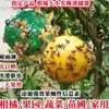 Trampa de bola para moscas trampa para moscas de la fruta palo bola para gusanos aguja cítrica abeja mosca de la fruta bola para mosquitos trampa trampa una generación de pelo