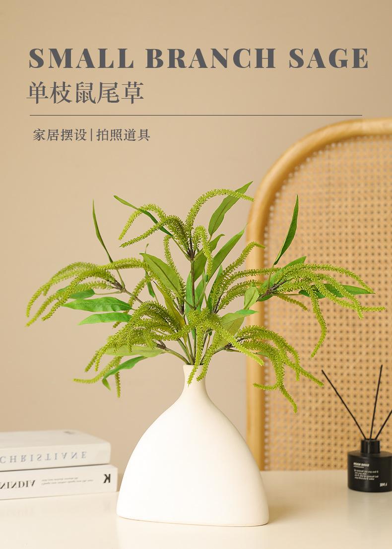 单枝鼠尾草_01.jpg