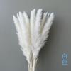 Venta Directa de Fábrica de Flores de Juncia Pequeñas, Ramo de Juncia Seca para E-Commerce de Amazon, Piezas Decorativas Coloridas en Stock, Juncos Pequeños Ensamblados