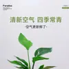 Ave del Paraíso Planta Hidropónica Sala de Estar Casa Próspera Planta Verde Interior Strelitzia Reginae Todo el Año Absorción de Formaldehído Oficina Escritorio Planta en Maceta