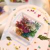 Manicura Monet Flor Seca Estilo Japonés Fresco Gestapa Girasol Mixto Flor Real Pequeña Caja de Uñas Floral Decoración