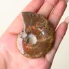 Fósseis de Caracóis Malhados de Madagascar para Atacado, Amonites, Fósseis de Conchas, Espécimes Paleontológicos, Caracóis Fósseis para Ensino