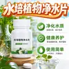 Recipiente para la preservación de plantas, pastillas purificadoras de agua específicas para plantas de cultivo en agua de loto, agente purificador y conservante de agua enriquecido con nutrientes, potenciador de la permeación del suelo
