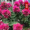 Bonsái Grande de Buganvilia de Flor Doble con Flores, Enviado en Múltiples Colores, Planta Trepadora de Floración Cuatro Estaciones
