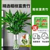 Plantas de Bambu com Raízes, Plantas Hidropônicas, Fáceis de Manter em Ambientes Internos, Bambu para Boa Sorte na Sala de Estar, Árvore da Fortuna, Planta Rabanete Verde, Bambu da Sorte