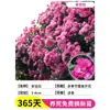 Plántulas de Rosa, Rosas Trepadoras, Árboles con Flores Extra Grandes, Enredaderas Trepadoras para Patio, Flores para Balcón, Rosas en Maceta que Florecen en Todas las Estaciones