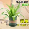 Helecho de Hierro Plantas Hidropónicas Purifican el Aire, Helechos Criados en Agua Tolerantes a la Sombra, Flores de Follaje de Interior Fáciles de Cultivar Qinqiao