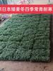 Sedum Chino Premium Hierba Buda Dorada Hierba Nieve Delgada Hierba Buda Hoja Dorada Maceta Planta Cubresuelos Flor Resistente al Frío Hierba Espejo