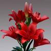 Perfume importado semente de lírio semente de semente de bulbo floração quatro estações semente com raiz com botão flor de corte lírio planta de vaso