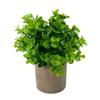 Ramo de plantas verdes amazónicas en maceta para el hogar, habitación, porche suave, adornos transfronterizos, pequeñas macetas, fábrica al por mayor