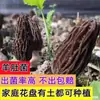 Paquete de Plántulas de Hongo Morel para Autocultivo de Hongos Frescos Silvestres, Tecnología de Cultivo y Cría para Hongos Aguja Dorada, Comestible de Alto Rendimiento Q