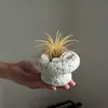 Plantas de Oficina Hidropónicas de Alta Calidad Plantas en Maceta Piña Negra Plantas Verdes de Escritorio Suculentas Adornos para Estación de Trabajo