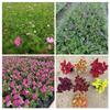 Cosmos, Flor Gesang, Cerezo de Belleza, Petunia, Hierba de Color, Venta al Mayoreo Base de Flores Zhongshan