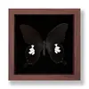 Mariposa Alirroja Mariposa Real Adorno Pintura Decorativa Espécimen de Mariposa Regalo de Cumpleaños Marco de Regalo Soporte de Exhibición Sensación de Alta Gama