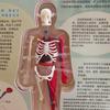 Esqueleto Humano Órgão Brinquedo Estrutura Livro Esqueleto do Corpo Inteiro Vísceras Modelo Artificial Fabricante Fornecimento Direto Excelentes Auxílios de Ensino