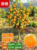 Mudas de laranja Gannan em vaso, mudas de laranja Lunwan Navel, árvores frutíferas enxertadas, mudas de laranja-doce que dão frutos no mesmo ano