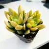 Base de planta suculenta autoproducida y autovendida al por mayor suculentas pequeñas combinación de flores plantas en maceta plantas carnosas Lithops Haworthia
