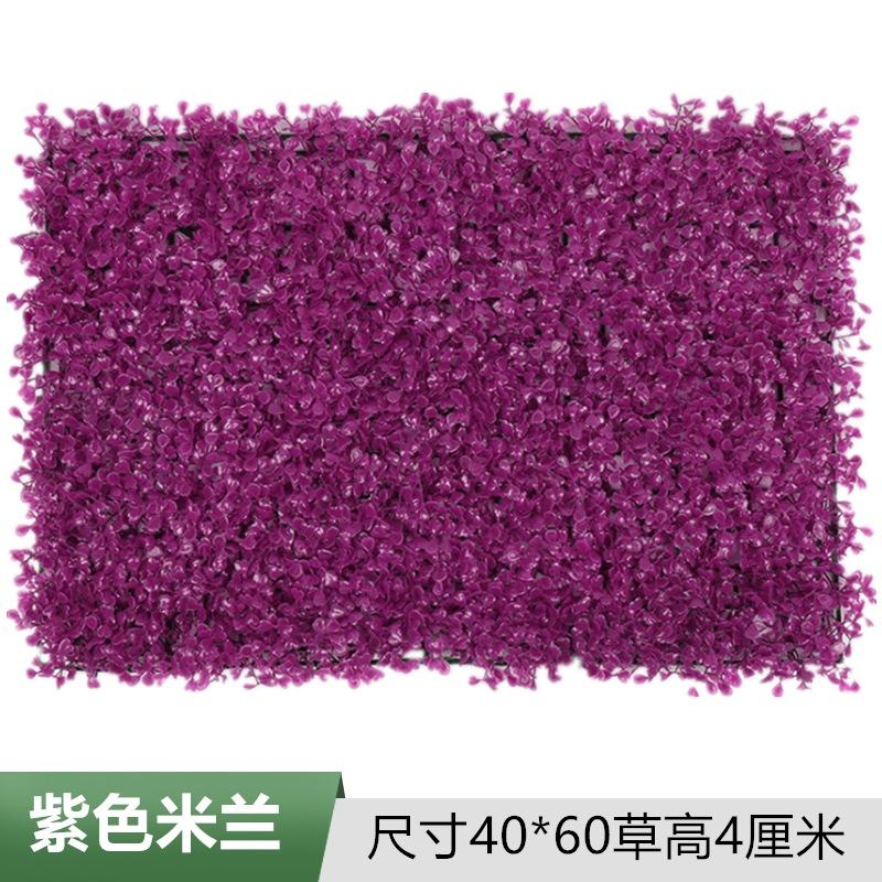紫色米兰.jpg