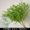 Plantas Verdes, Hierba de Junco, Hierba Bigote de Dragón, Fondo de Boda, Paisajismo de Ventana Floral, Flores Decorativas para Boda en Bosque Blanco y Verde