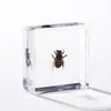 A Fábrica de Artesanato Zhongkun vende espécimes de insetos genuínos como itens decorativos, embutidos em resina de alta transparência, como brinquedos científicos educativos para crianças.