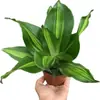 Planta de Madeira de Ferro Iemenita Coração Dourado para Sala de Estar Interna e Mesa de Escritório, Sempre Verde, Purificadora de Ar, Absorvente de Formaldeído