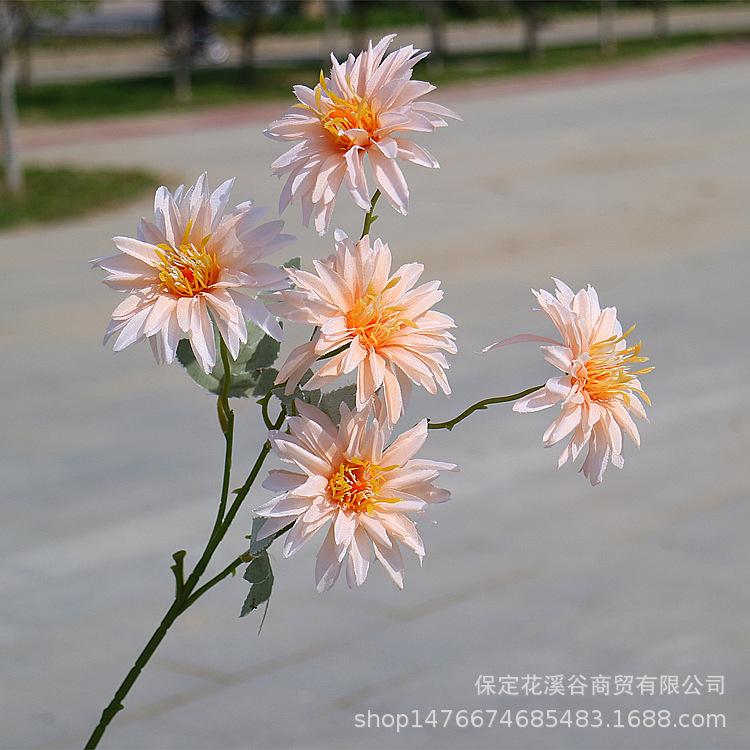 5头秋色小支大丽花-香槟_副本.jpg