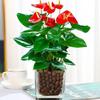 Las Plantas en Maceta Anthurium van sobre ruedas, Plantas Florales de Cesta de Rábano Verde, Florales de Interior, Plantas Verdes de Palma Blanca Hidropónicas, Los Árboles de la Fortuna son chupados con Shihai