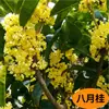 Plántulas de Osmanthus en Maceta Perennes de Cuatro Estaciones Florales Madera de Águila Injertada Agosto Osmanthus Dorado y Osmanthus Plantas de Patio para Interiores y Balcones