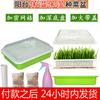 Maceta de plástico para balcón, bandeja para plántulas de brotes de soja, cultivo sin suelo, maceta hidropónica para germinación de vegetales, maceta con tapa