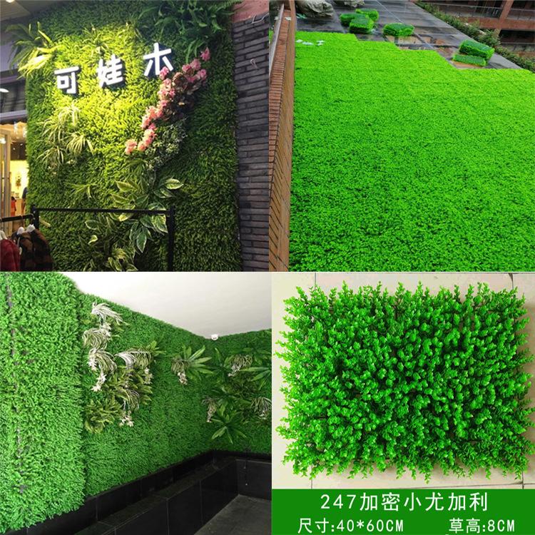247小尤加利