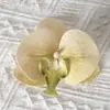 Cabezas de flores artificiales de orquídea mariposa, materiales para flores de pared, materiales para pasadores y accesorios para el cabello hechos a mano para DIY, piezas de flores y accesorios de pétalos para decoración de bodas